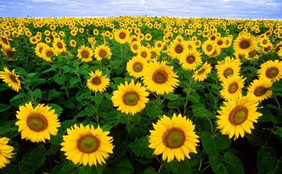 Sunflower field
