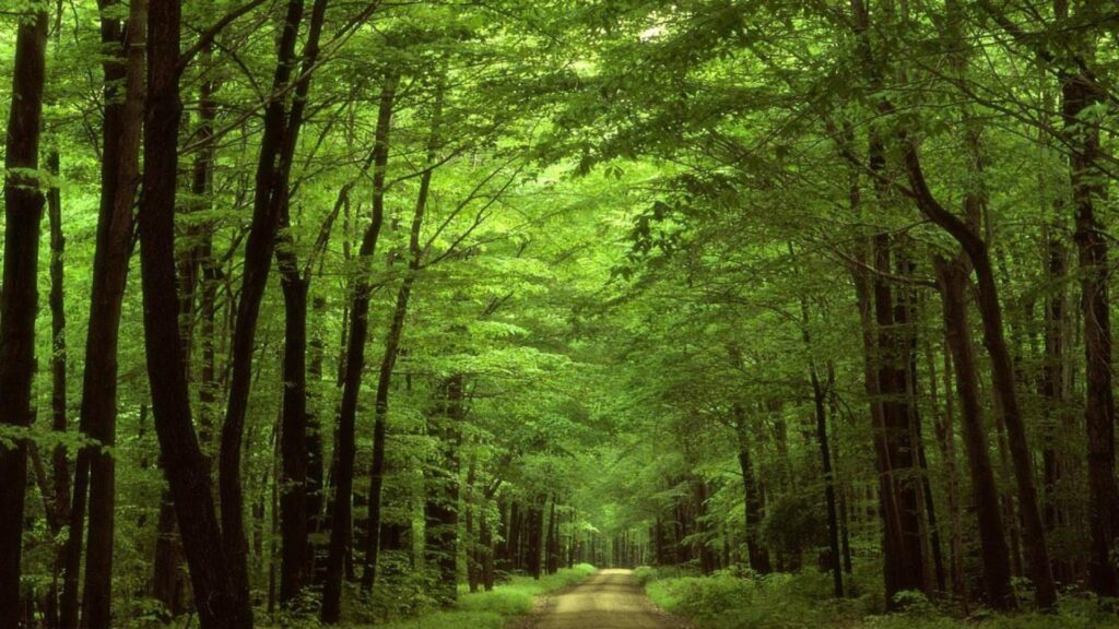 Forest